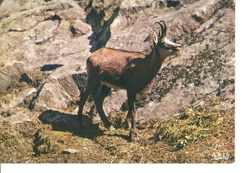 Postal 041067 : Isard