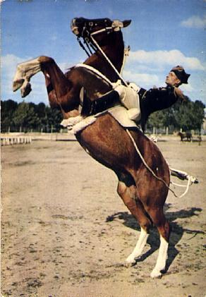 POSTAL 57137: Saumur Ecole de Cavalerie: “Courbette”