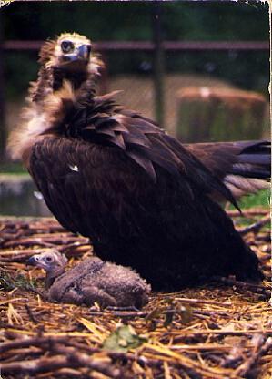POSTAL 57144: Raisokatkas Black Vulture
