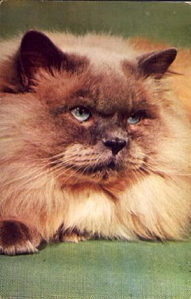 POSTAL 57147: Chat de l Himalaya