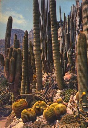 POSTAL 57158: Monaco Le Jardin Exotique Trichocereus Pasacana