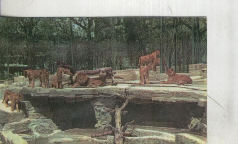 Postal: Barcelona: Zoo