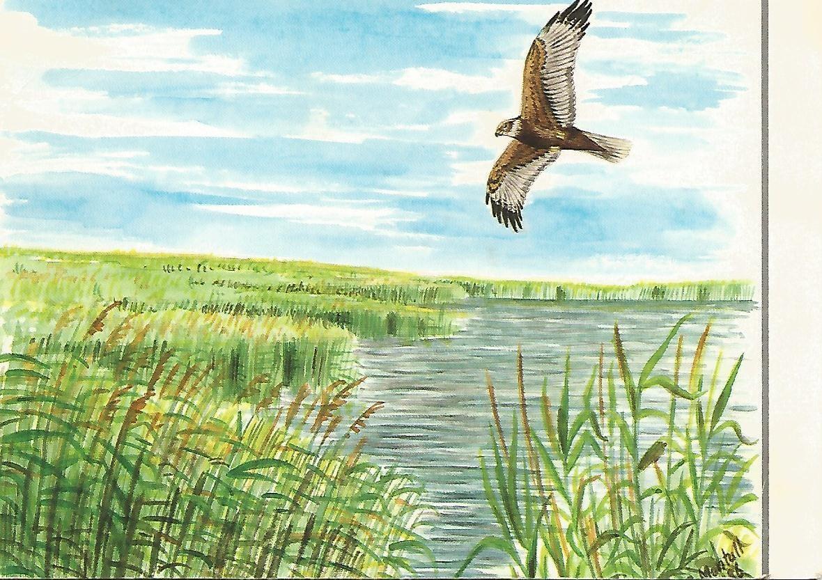 Postal 50517: DELTA DE L EBRE - Pintura