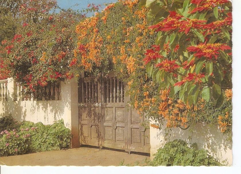 Postal 046260 : Tenerife. Flores tipicas