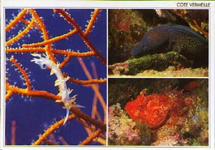 POSTAL 61188: Peces Cote Vermeille