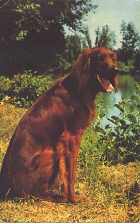POSTAL 57149: Setter Irlandais