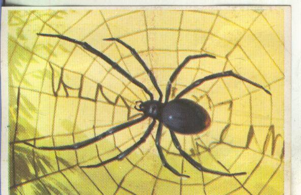 Cromos: Historia Natural numero 136