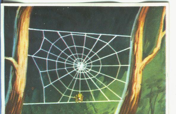 Cromos: Historia Natural numero 142