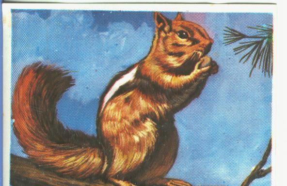 Cromos: Historia Natural numero 169