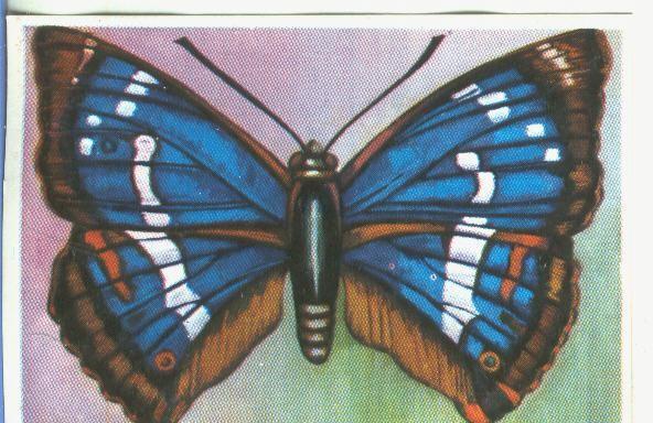 Cromos: Historia Natural numero 171