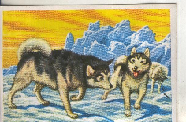 Cromos: Historia Natural numero 192
