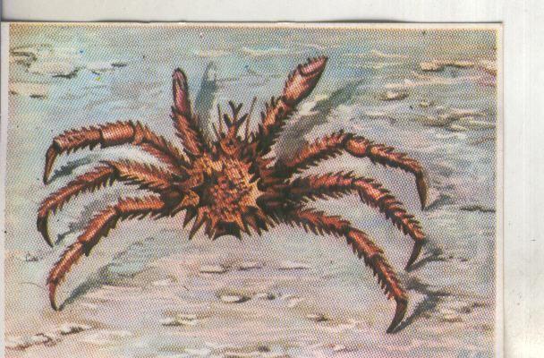 Cromos: Historia Natural numero 264