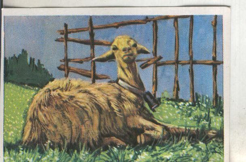 Cromos: Historia Natural numero 314