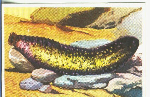Cromos: Historia Natural numero 360