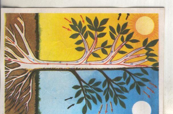 Cromos: Historia Natural numero 375