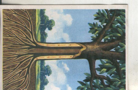 Cromos: Historia Natural numero 377