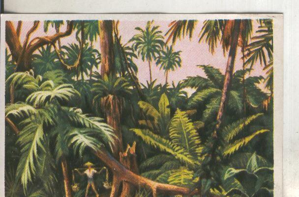 Cromos: Historia Natural numero 408