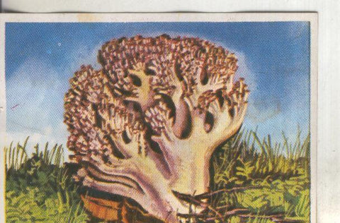 Cromos: Historia Natural numero 434