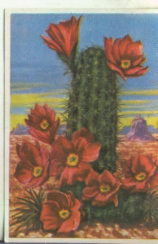 Cromos: Historia Natural numero 477