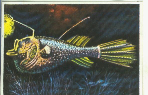 Cromos: Historia Natural numero Pez ?