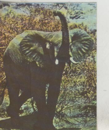 Cromos: La Naturaleza y sus maravillas numero 187