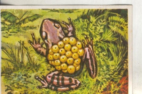 Cromos: Historia Natural numero 232