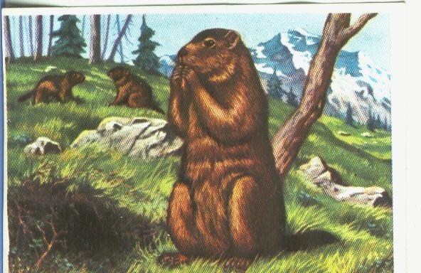 Cromos: Historia Natural numero 180