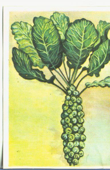 Cromos: Historia Natural numero 464