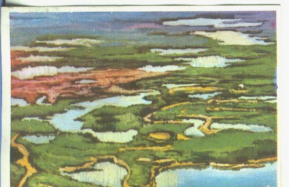Cromos: Historia Natural numero 049