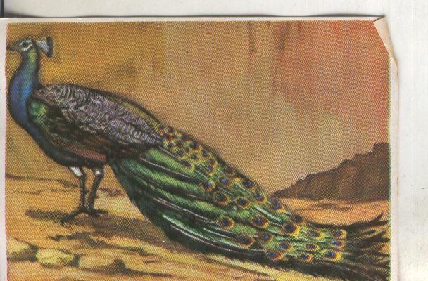Cromos: Historia Natural numero 322