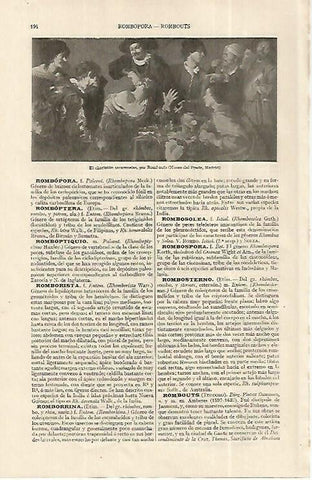 LAMINA ESPASA 19216: El charlatan sacamuelas por Rombouts