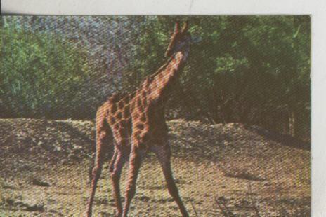 Cromos: La Naturaleza y sus maravillas numero 133