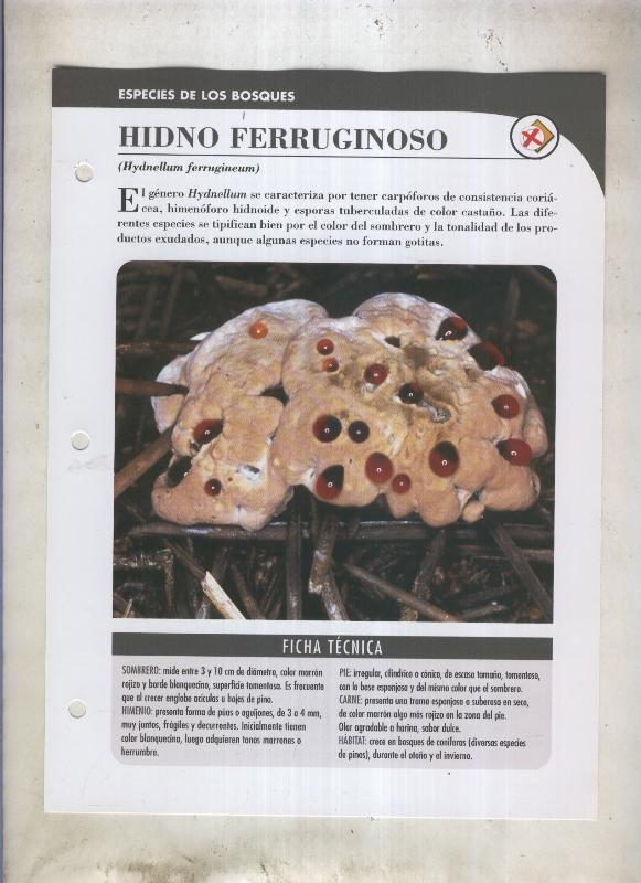 Bolets ficha 028: Hidno Ferruginoso (Hydnellum ferrugineum)