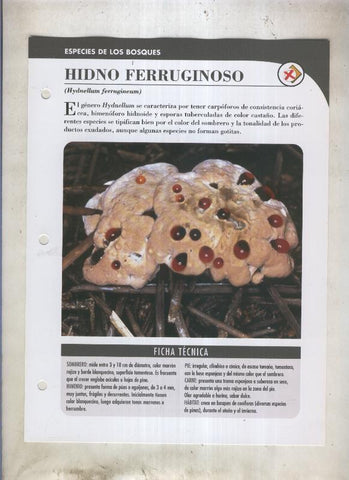 Bolets ficha 028: Hidno Ferruginoso (Hydnellum ferrugineum)