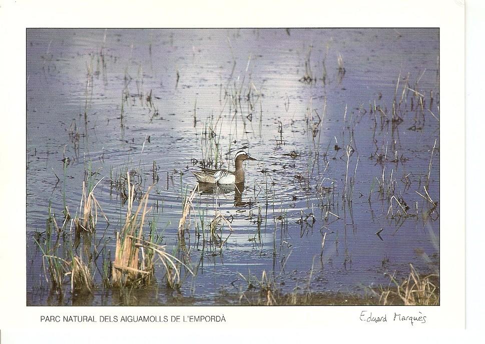 Postal 043883 : Parc Natural dels Aiguamolls de lEmporda. Roncaire (Anas querquedula)