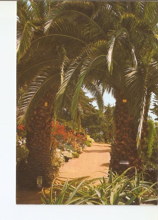 Postal 022864 : Palmeras, Jardin Botanico Mar i Murtra, Blanes (Costa Brava)