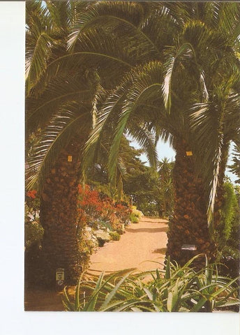 Postal 022864 : Palmeras, Jardin Botanico Mar i Murtra, Blanes (Costa Brava)