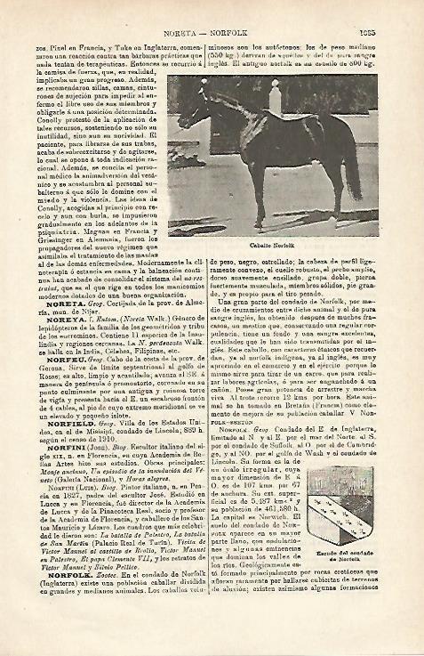 LAMINA ESPASA 20240: Caballo Norfolk