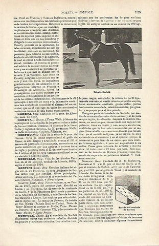 LAMINA ESPASA 20240: Caballo Norfolk