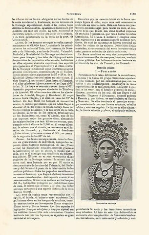 LAMINA ESPASA 20262: Campesina de Noruega