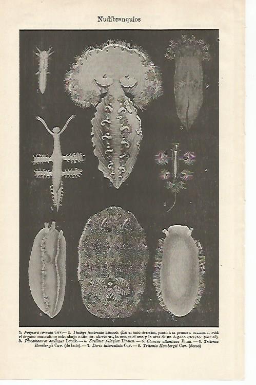 LAMINA ESPASA 20308: Nudibranquios
