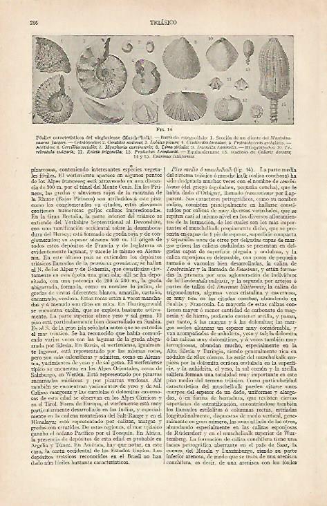 LAMINA ESPASA 20395: Fosiles de epoca triasica