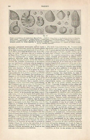 LAMINA ESPASA 20395: Fosiles de epoca triasica