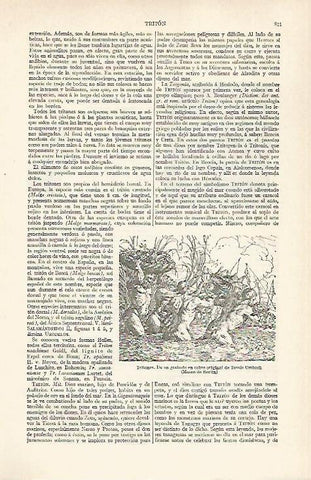 LAMINA ESPASA 20461: Tritones