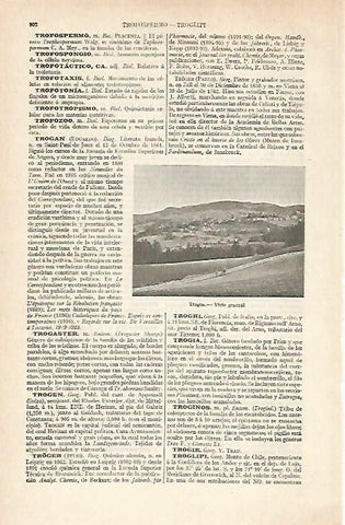 LAMINA ESPASA 20481: Vista de Trogen Suiza