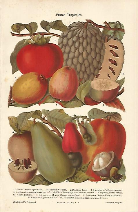 LAMINA ESPASA 20513: Frutos tropicales