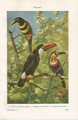 LAMINA ESPASA 20564: Tucanes