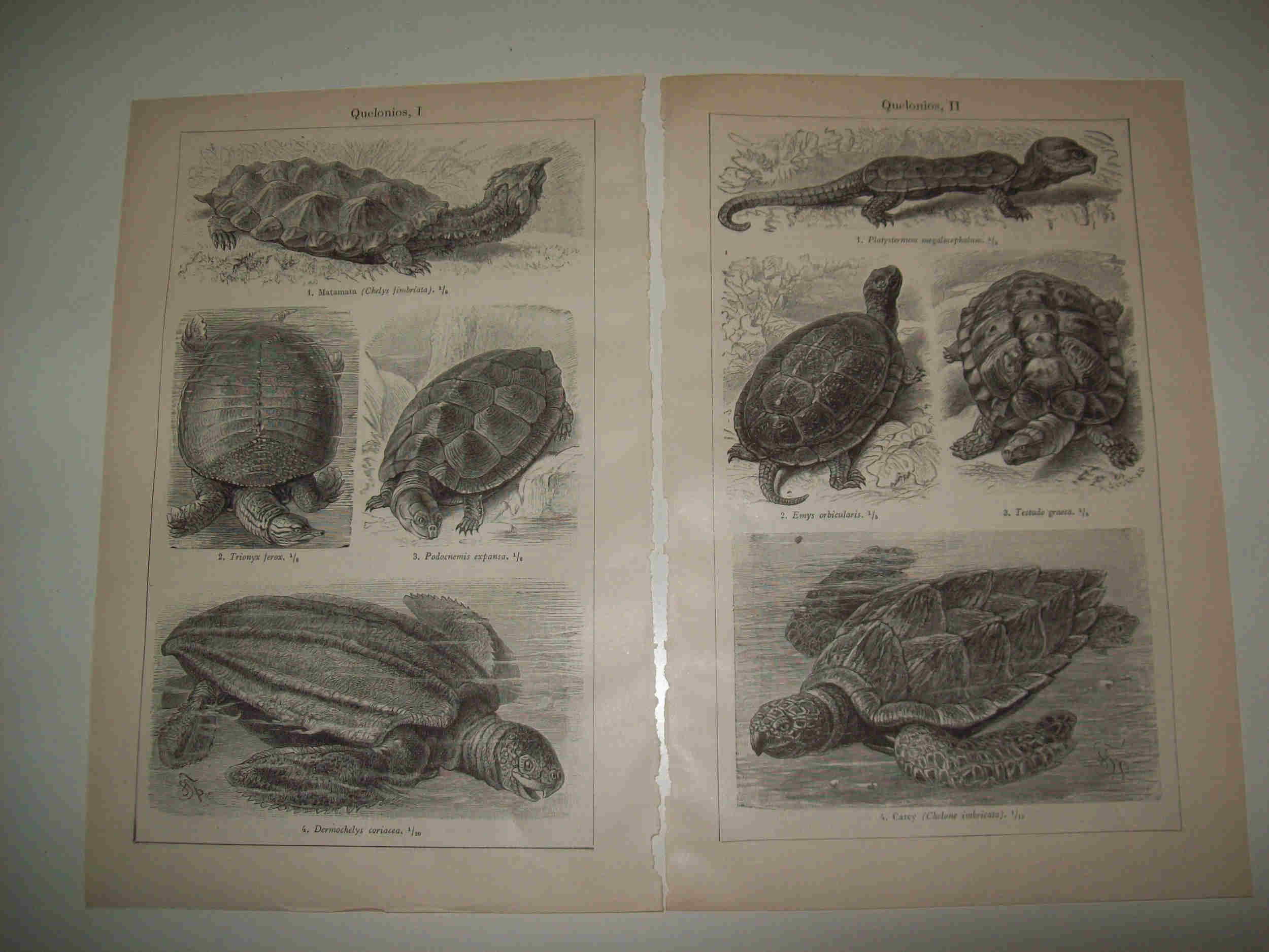 LAMINA ESPASA 20675: Especies de quelonios