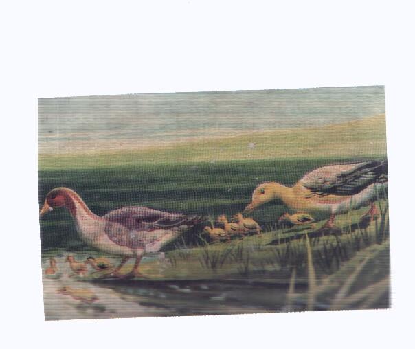 Cromos: de la Selva Misteriosa a los abismos del mar: numero 044: Una simpatica familia