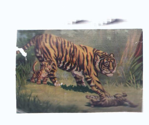 Cromos: de la Selva Misteriosa a los abismos del mar: numero 072: Mas tarde seran feroces